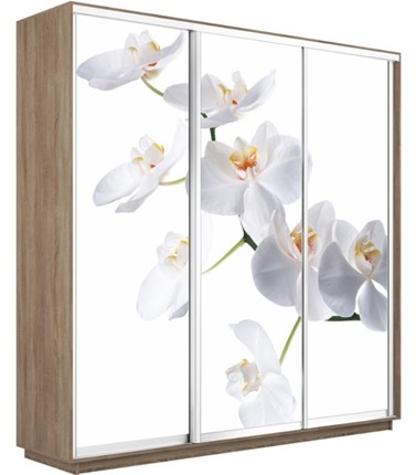 Шкаф 3-х дверный Экспресс 1800х450х2200, Орхидея белая/дуб сонома в Екатеринбурге - изображение